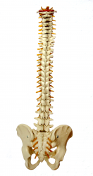Cirugía de la columna vertebral