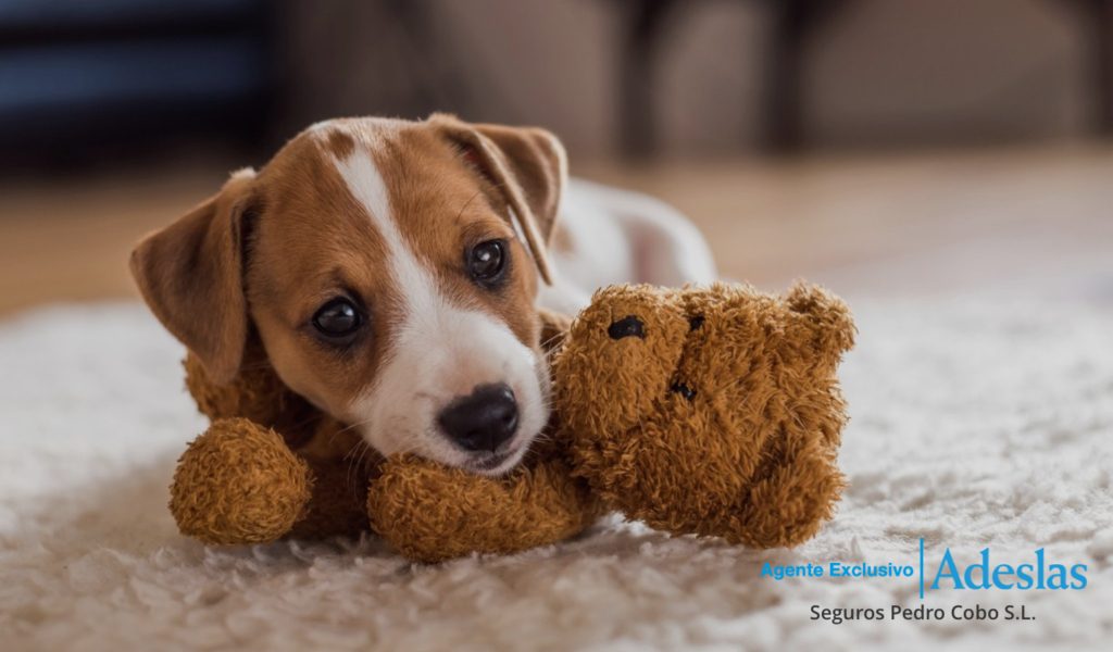 ¿Cómo funcionan los seguros veterinarios para mascotas?