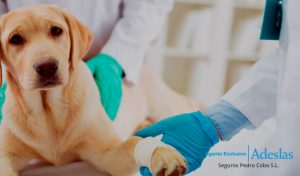 ¿Por qué contratar un seguro veterinario? Protección para tu fiel amigo