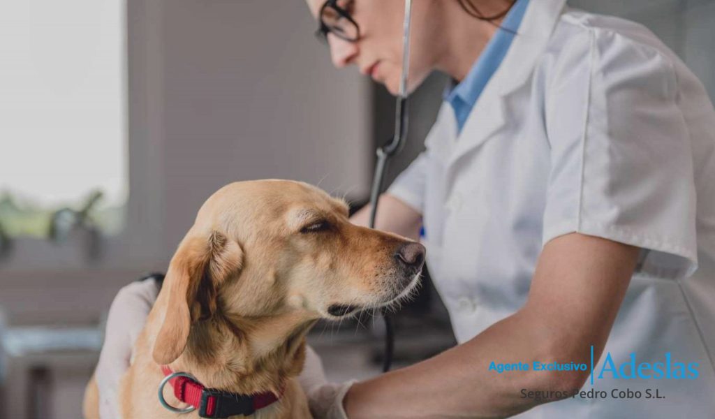 ¿Qué coberturas incluye el seguro veterinario?